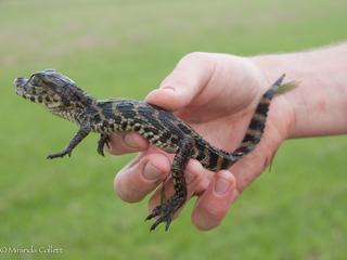 30 juvenile Spectacled Caiman found